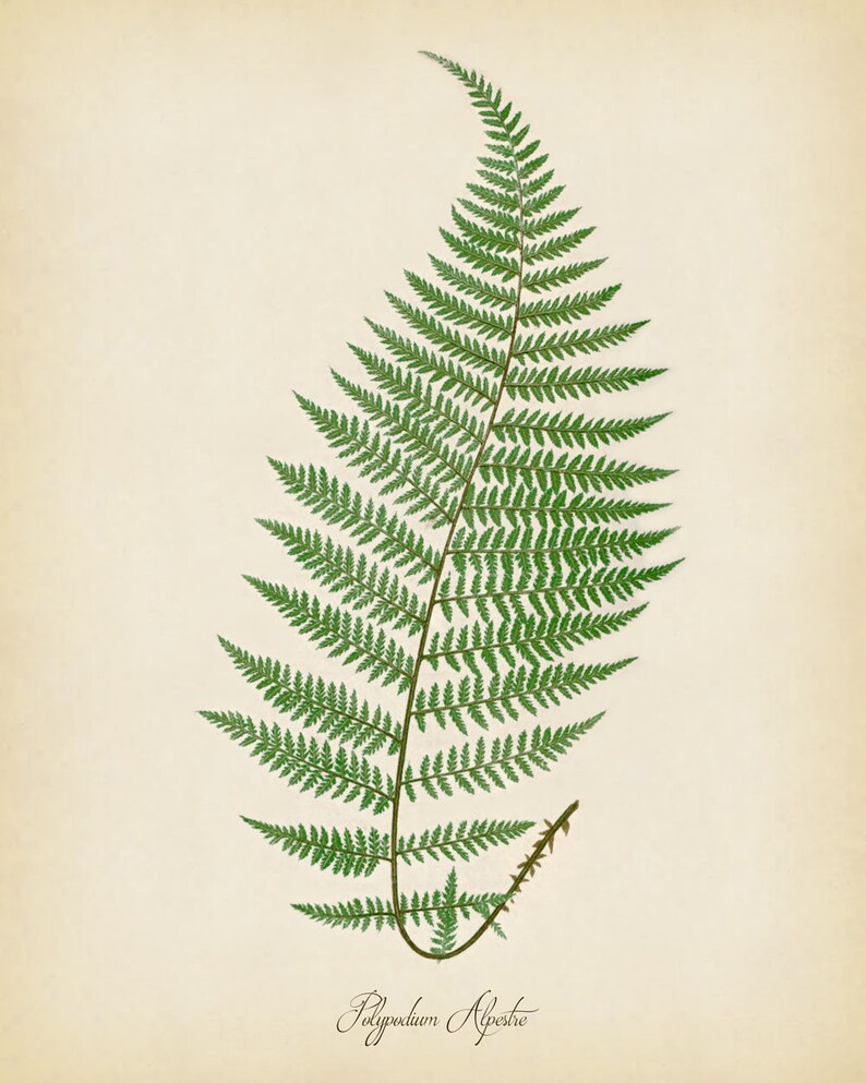 Fern art