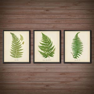 Fern Print SET OF 3 Botanical Prints Posters Kitchen Restaurant Illustration Vintage Ferns Nature Modern Pressed Art Poster Wall Decor 2417