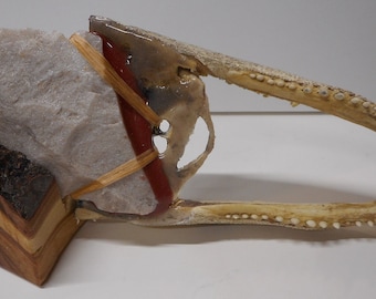 Flintknapped HIxton Blade on a Gator Jaw for Handle w/Display