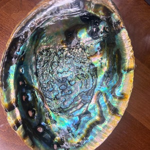 Abalone Shell