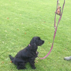 Quality Homemade 25mm wide Multi-Way Leads in padded cushion webbing that feels soft to hold and doesn&#39;t hurt when your dog pulls!