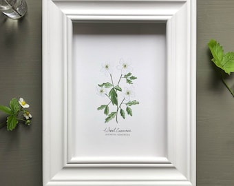 Wood Anemone Botanical Print ~ Hand Illustrated ~ British woodland flower ~ Art Print