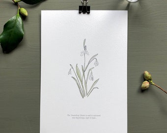 Snowdrop Flower Botanical Print ~ Giclée Art Print ~ Spring Flowers ~ A5 Print ~ Hand Illustrated ~ Wall Art