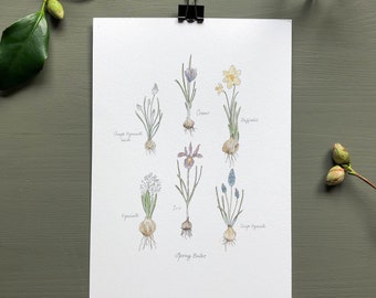 Spring Bulbs Botanical Print ~ Giclée Art Print ~ A4 or A5 ~ Hand Illustrated ~ Wall Art