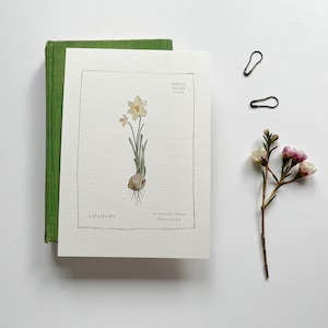 Ensemble de cartes postales d’ampoule de printemps ~ Illustré à la main ~ Ensemble de 4