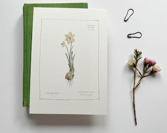 Spring Bulb Postcard Set ~ Hand Illustrated ~ Set of 4