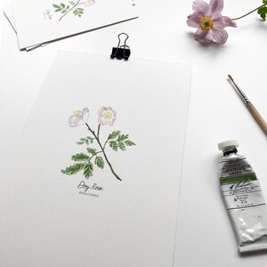 May include: Watercolor painting of a dog rose, also known as Rosa canina, with pink flowers and green leaves. The painting is on white paper and has the text "Dog Rose" and "Rosa canina" written below the flower.