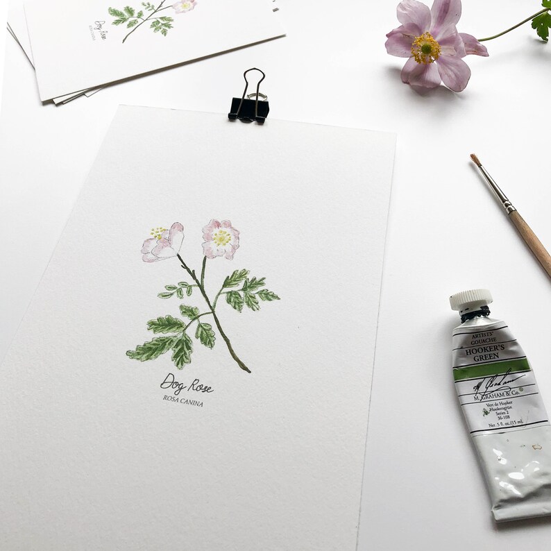 May include: Watercolor painting of a dog rose, also known as Rosa canina, with pink flowers and green leaves. The painting is on white paper and has the text "Dog Rose" and "Rosa canina" written below the flower.