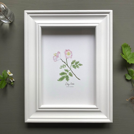 Dog Rose Botanical Art Print, A5 Size, British Wild Rose, Archival Paper & Ink