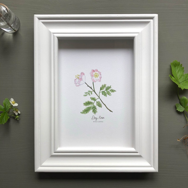 May include: A white frame with a watercolor illustration of a dog rose, also known as Rosa canina, with pink flowers and green leaves. The text "Dog Rose" and "Rosa canina" is printed below the illustration.