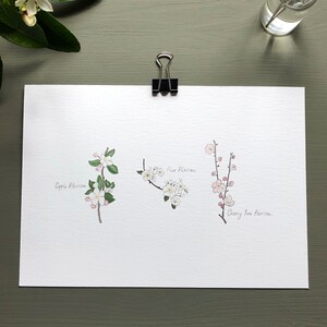 May include: A watercolor illustration of three types of blossoms: apple, pear, and cherry tree. The blossoms are painted in shades of pink and white, with green leaves.
