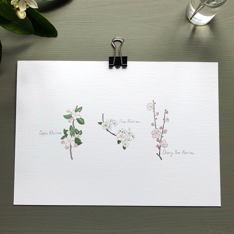 May include: A watercolor illustration of three types of blossoms: apple, pear, and cherry tree. The blossoms are painted in shades of pink and white, with green leaves.