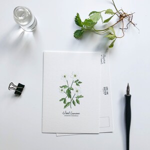 Set di carte e cartoline da scrittura con fiori di campo, illustrato a mano
