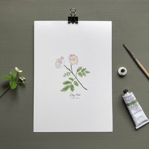 May include: A watercolor painting of a dog rose, also known as Rosa canina, with pink flowers and green leaves. The painting is on white paper with the name of the flower and its scientific name written below it.