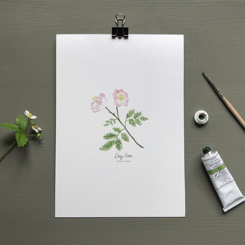 May include: A watercolor painting of a dog rose, also known as Rosa canina, with pink flowers and green leaves. The painting is on white paper with the name of the flower and its scientific name written below it.