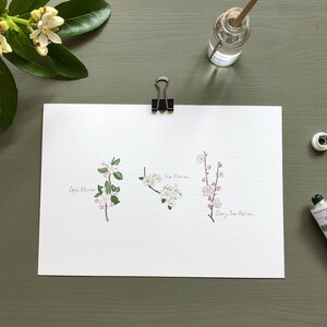 May include: A white card with three watercolor illustrations of different types of blossoms. The top illustration is labeled "Apple Blossom", the middle illustration is labeled "Pear Blossom", and the bottom illustration is labeled "Cherry Tree Blossom".