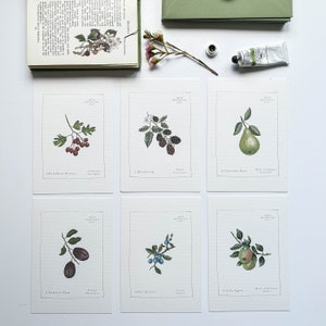 Fruit Botanical Postkarten Set ~ Hand Illustriert ~ 6er Set