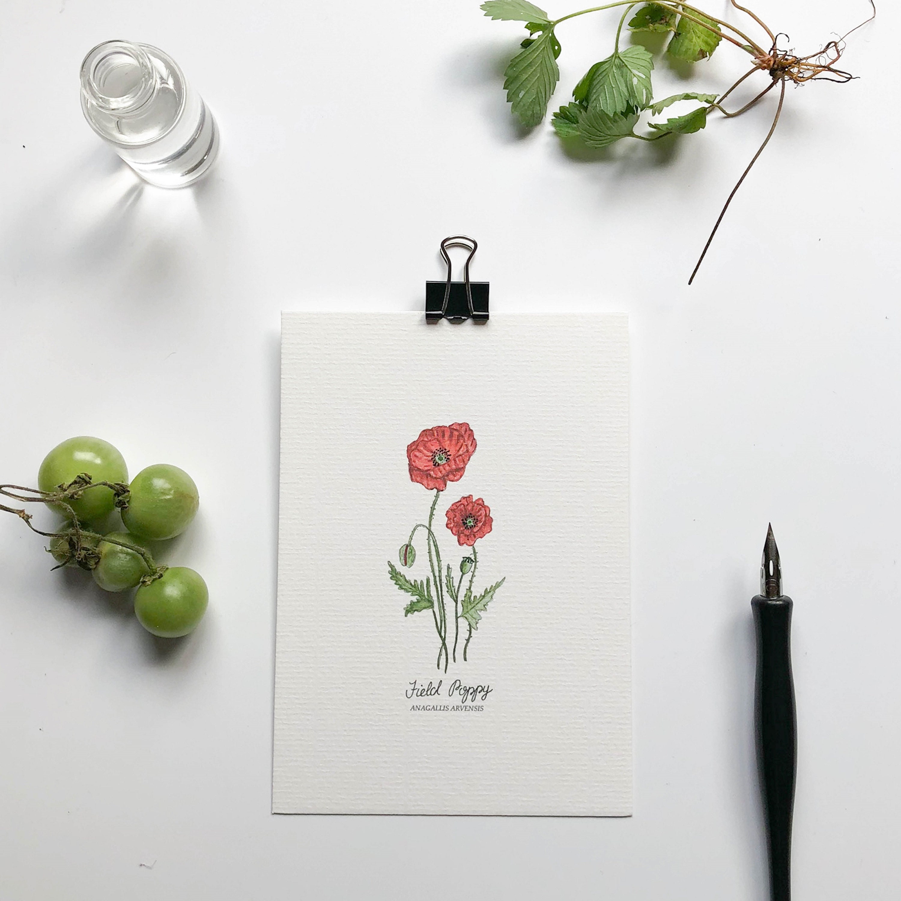 Botanical Wildflowers Postcard Set - Hand Illustrated - 100% cotton paper