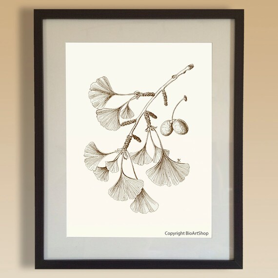 Items similar to ginkgo (ginkgo biloba L.) on Etsy
