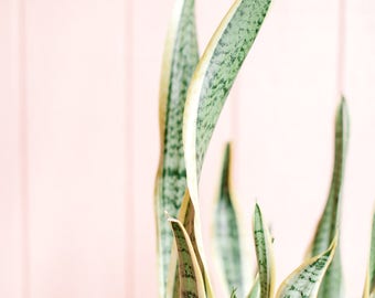 Agave Print No. 58