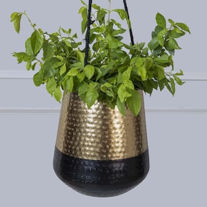 May include: Hanging planter with a two-tone design. The upper portion is gold with a textured, dotted pattern, and the lower section is black. The planter holds vibrant green leafy plants and is suspended by black rope.