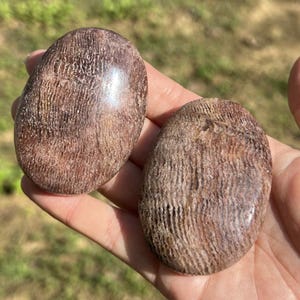 May include: Two polished, oval-shaped stones with a reddish-brown hue and a textured, organic pattern. The stones are held in a hand, showcasing their smooth, tactile surface and natural variations. The stones appear to be a type of fossil or mineral.