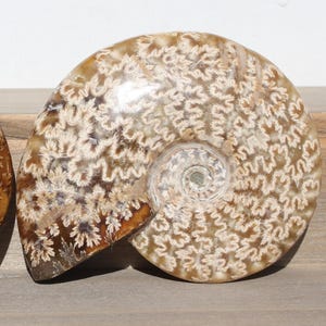 May include: A polished ammonite fossil with a spiral shape. The fossil features a detailed pattern of cream and brown markings. The fossil is displayed on a wooden surface, showcasing its natural beauty and intricate design.