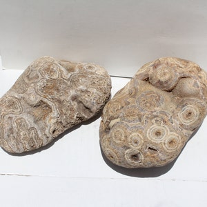 May include: Two irregularly shaped, light brown and gray stones with a swirling, concentric pattern. The stones are smooth and have a natural, organic texture.