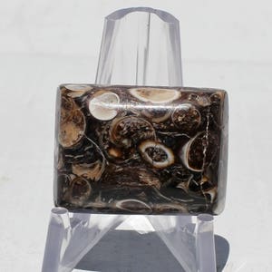 May include: A brown and white agate cabochon with a swirling pattern. The cabochon is set in a clear plastic display stand.