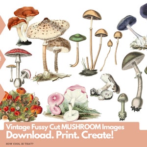 More Printable Fussy Cut Vintage Mushroom illustrations Volume 2 Digital Ephemera for your art journals, scrapbooks, collage, junk journals image 1