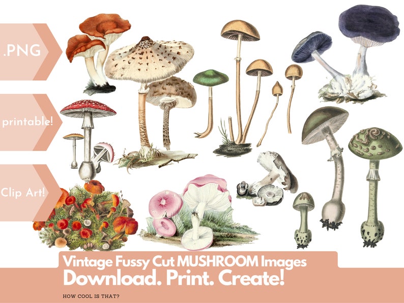 More Printable Fussy Cut Vintage Mushroom illustrations Volume 2 Digital Ephemera for your art journals, scrapbooks, collage, junk journals image 1