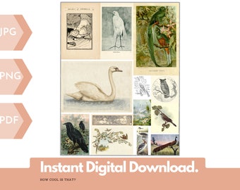 Printable Vintage Bird illustrations for your art journals, scrapbooks, collage, junk journaling, BUJOs & more. Digital Ephemera Fowl