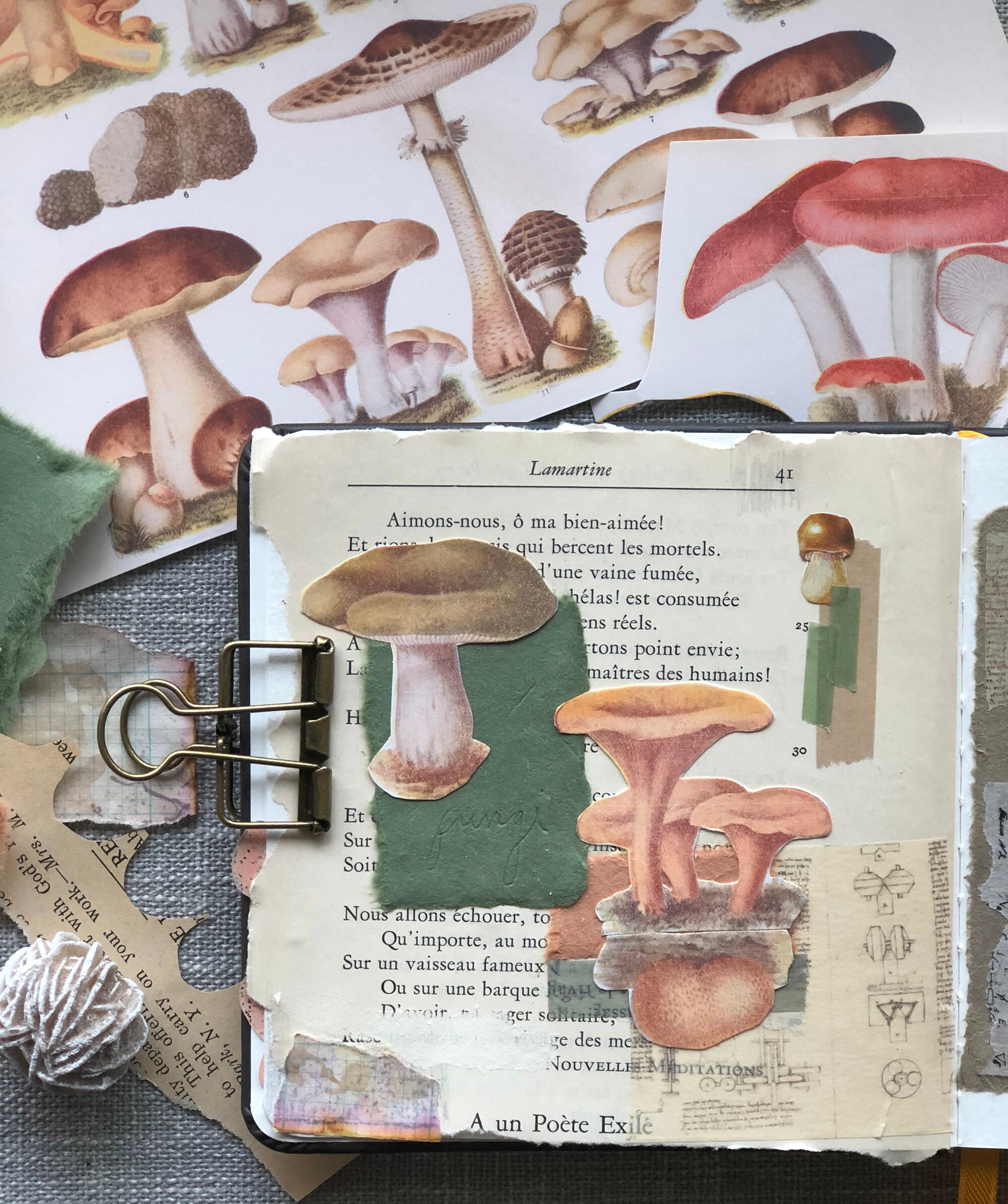 Printable Vintage Mushroom illustrations for your art | Etsy