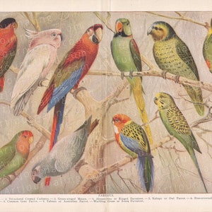 45 Printable Vintage Copyright Free Animal Images for Your Art And/or ...