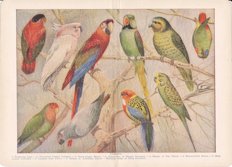 45 Printable Vintage Copyright Free Animal Images for Your Art And/or ...