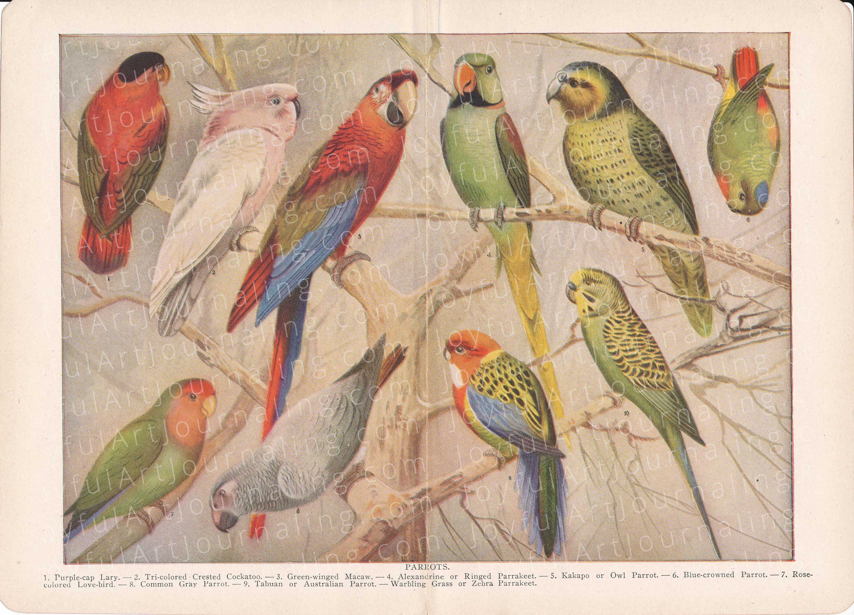 45 Printable Vintage Copyright Free Animal Images for Your Art And/or ...
