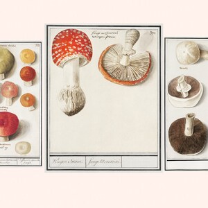 More Printable Fussy Cut Vintage Mushroom illustrations Volume 2 Digital Ephemera for your art journals, scrapbooks, collage, junk journals image 2