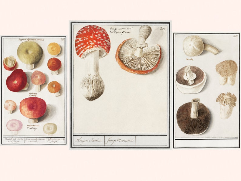 More Printable Fussy Cut Vintage Mushroom illustrations Volume 2 Digital Ephemera for your art journals, scrapbooks, collage, junk journals image 2