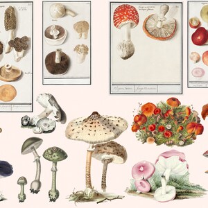 More Printable Fussy Cut Vintage Mushroom illustrations Volume 2 Digital Ephemera for your art journals, scrapbooks, collage, junk journals image 3