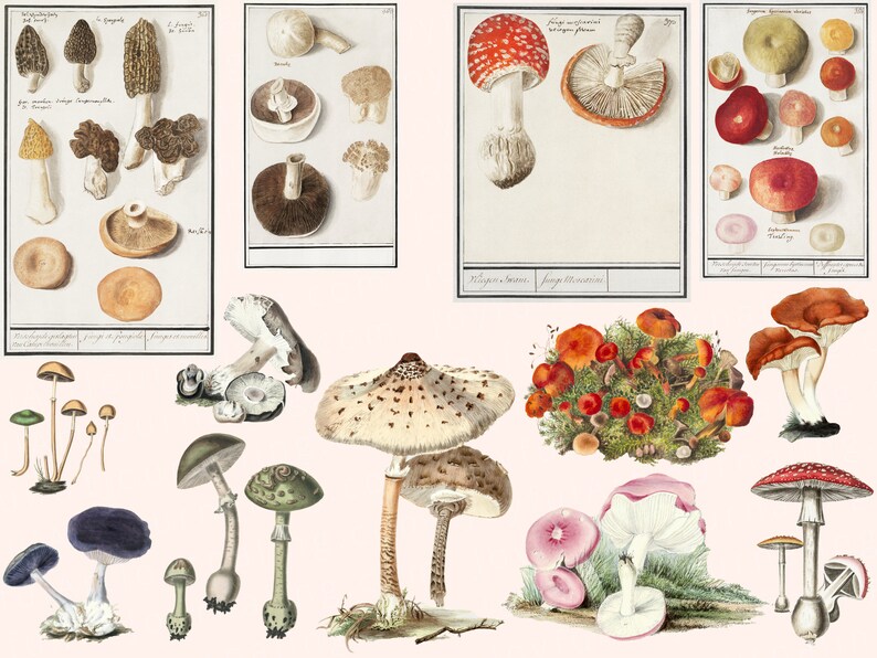 More Printable Fussy Cut Vintage Mushroom illustrations Volume 2 Digital Ephemera for your art journals, scrapbooks, collage, junk journals image 3