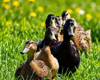 Organic Free Range Duck Eggs Half Dozen Jumbo