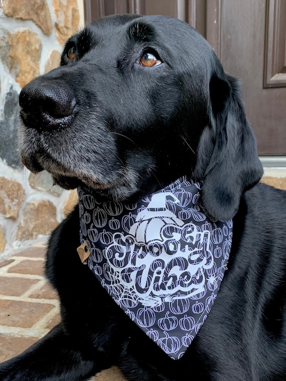 Big brother scarf for dog 2025
