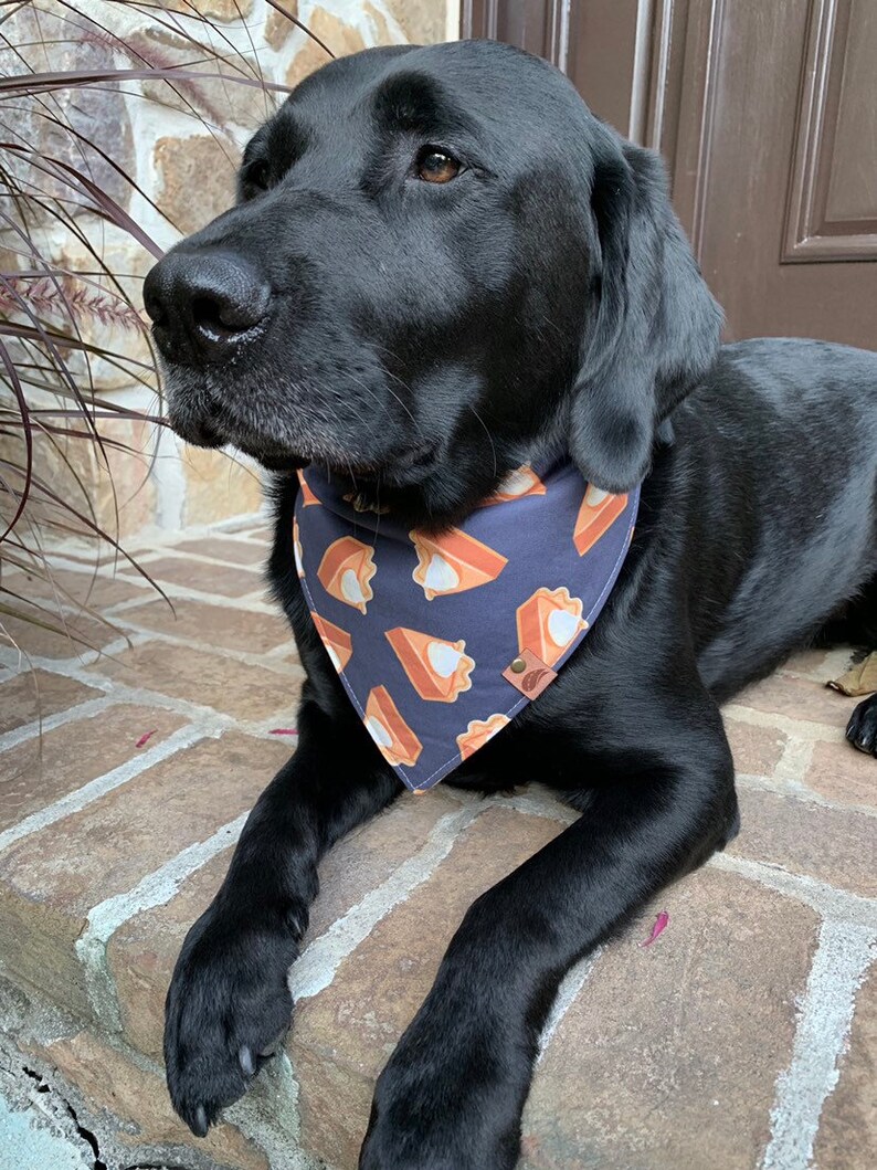 Thanksgiving Dog Bandana Thanksgiving Bandana Fall Dog bandana thanksgiving dog bandana monogrammed dog bandana pumpkin pie bandana image 2