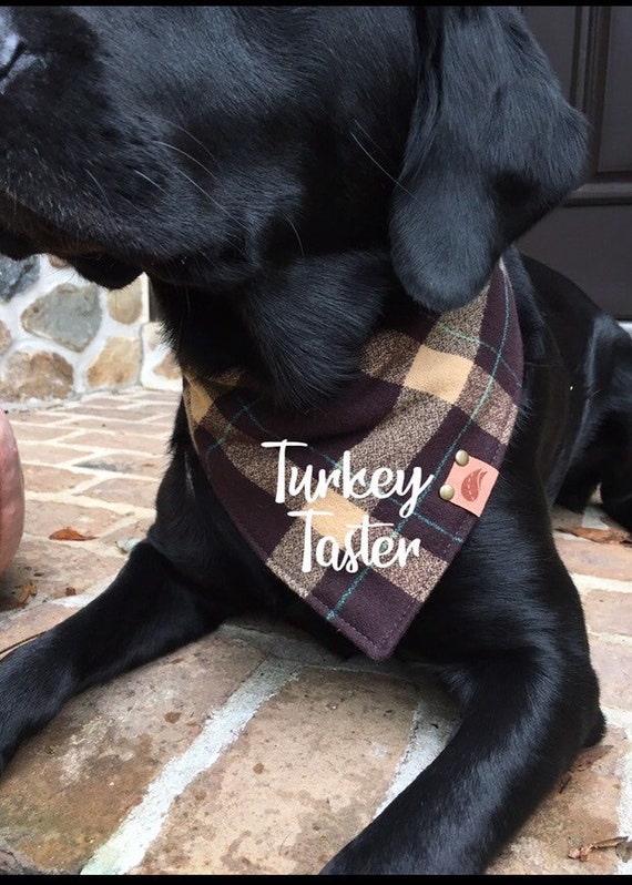thanksgiving dog bandana
