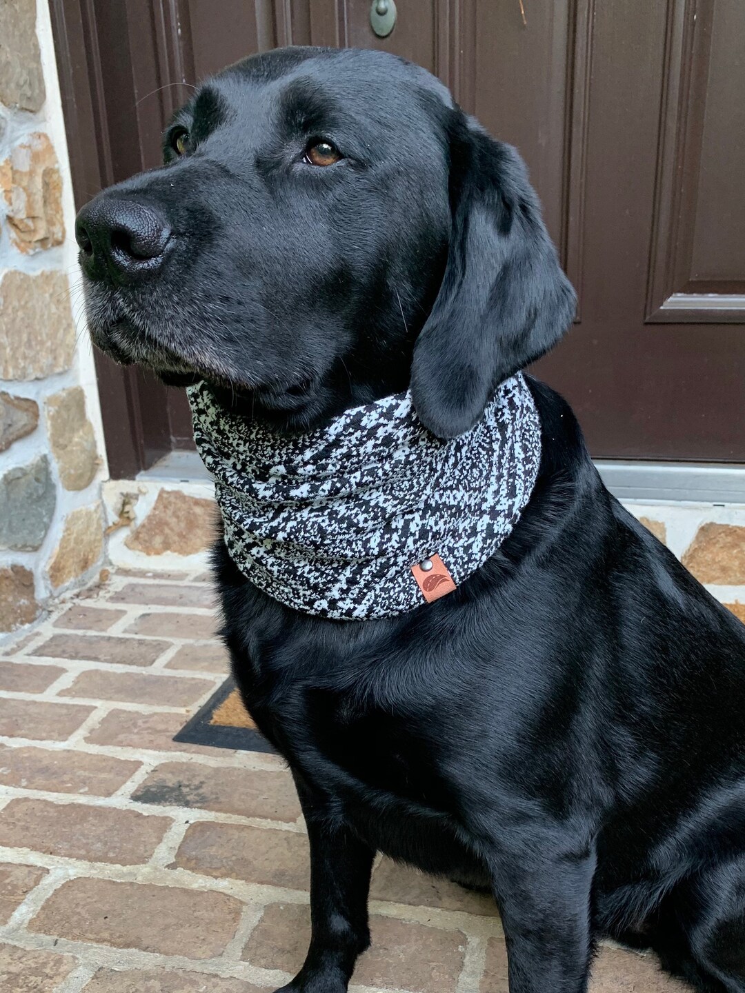 Dog 2024 buff scarf