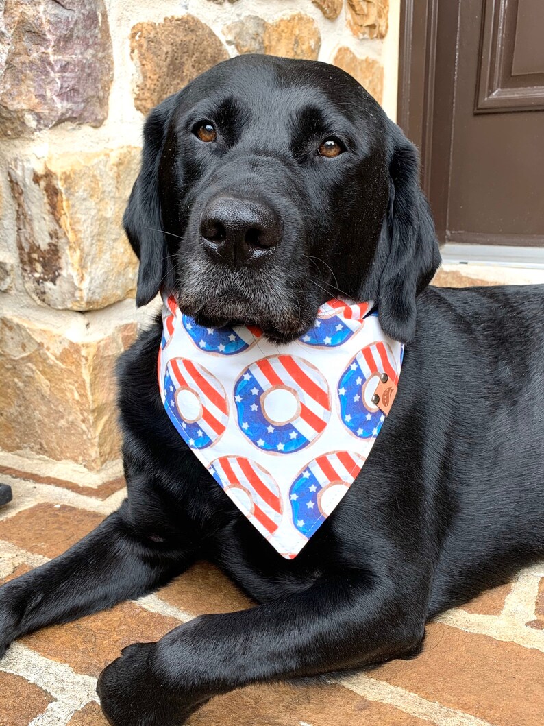 May include: A black Labrador Retriever wearing a white bandana with red and blue donut designs. The donuts have a red, white, and blue star pattern.