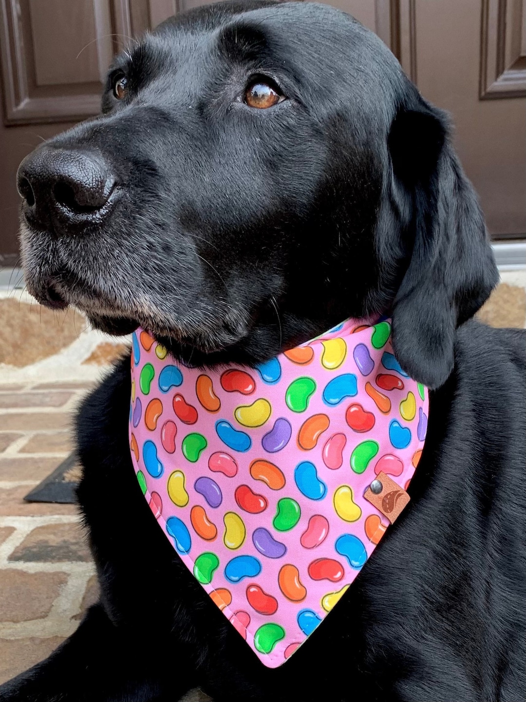 Collare Bandana Per Cani Sciarpa Collare Bandana Per Gatti Collari Regolabili Per Animali Domestici Per Cuccioli Gatti Gattino Cani Di Piccola Taglia Bandane Sciarpa Per Chihuahua