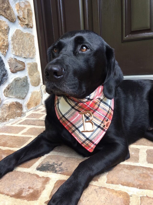Dog scarf Fall Dog scarf plaid dog bandana monogrammed dog | Etsy