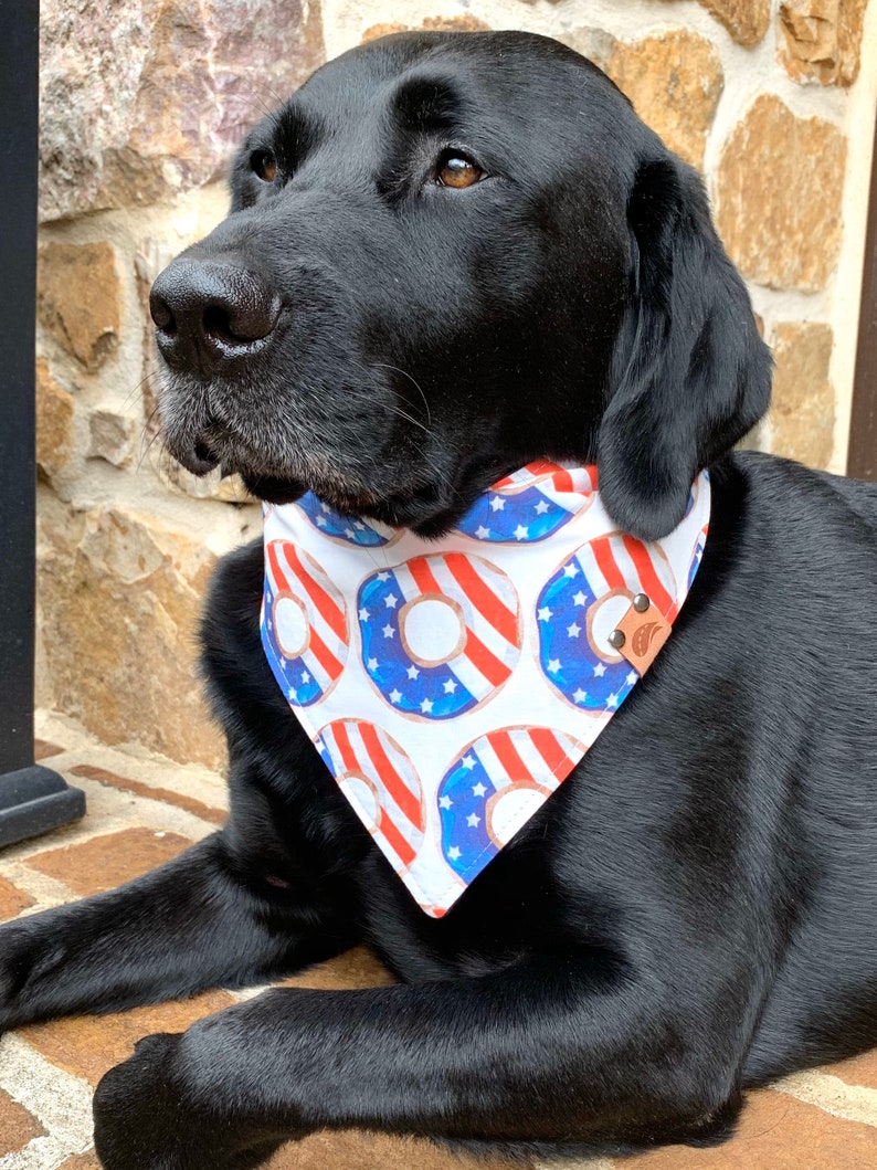 May include: A black Labrador Retriever wearing a white bandana with a red, white, and blue donut pattern. The bandana has a brown leather patch with a small, white, cartoon dog face.