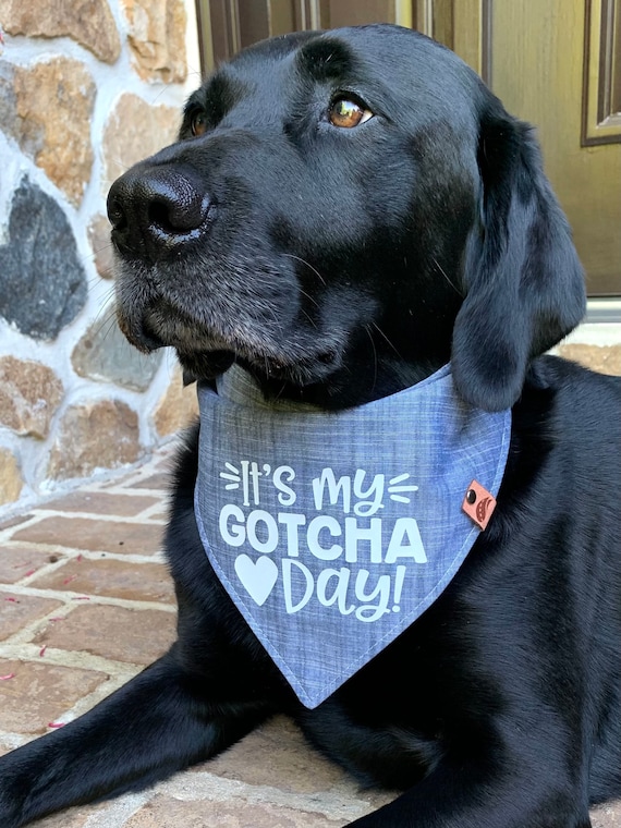 Gotcha day dog gifts hot sale